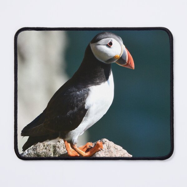 Item preview, Puffin on the North Sea  Aberdeenshire Cliffs  designed and sold by Derren Jones.