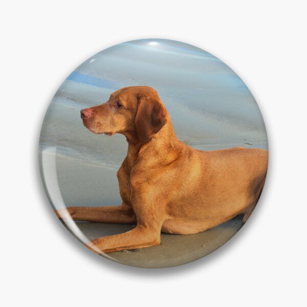 Item preview, Hungarian Vizsla on a Sandy Beach designed and sold by Dorset Girl.