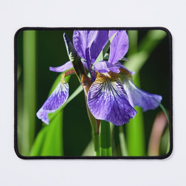 Item preview, In the sun. Siberian iris designed and sold by Jouko Lehto Photography.