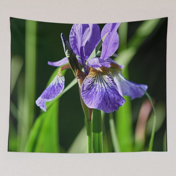 Item preview, In the sun. Siberian iris designed and sold by Jouko Lehto Photography.
