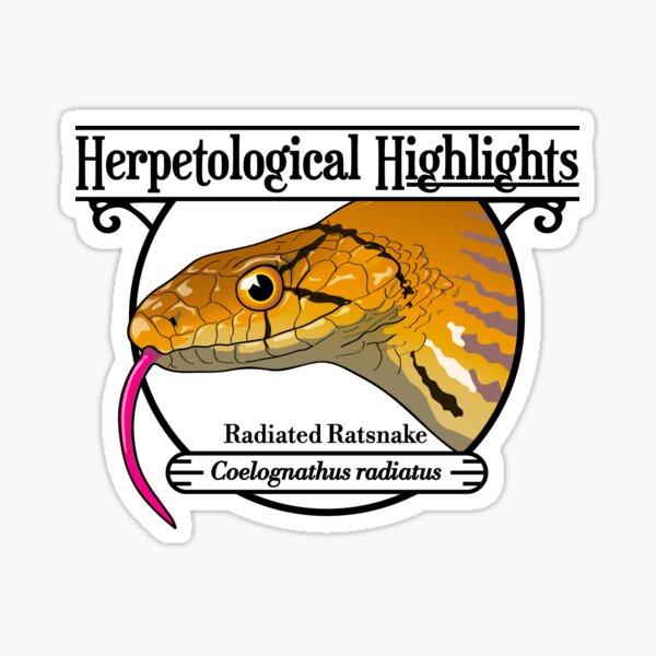 Radiated ratsnake - Coelognathus radiatus Sticker