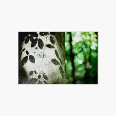 Beech tree leaf shadows Art Board Print