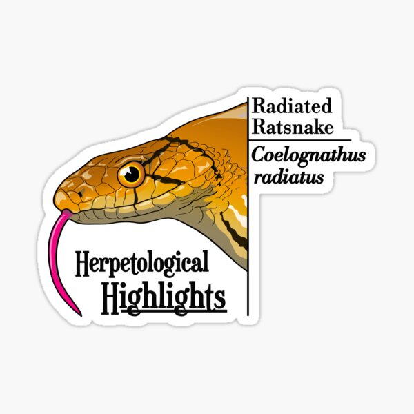 Radiated ratsnake - Coelognathus radiatus | Alternative Sticker