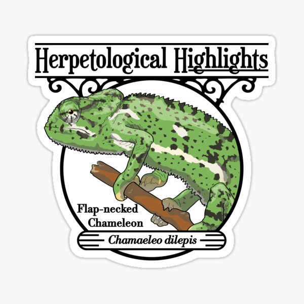 Flap-necked chameleon - Chamaeleo dilepis Sticker