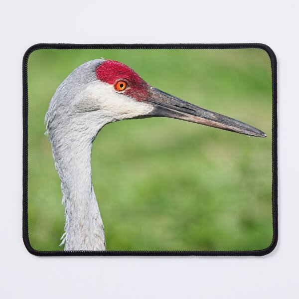 Item preview, Sandhill Crane Portrait 6 designed and sold by StevenRalserPhoto.