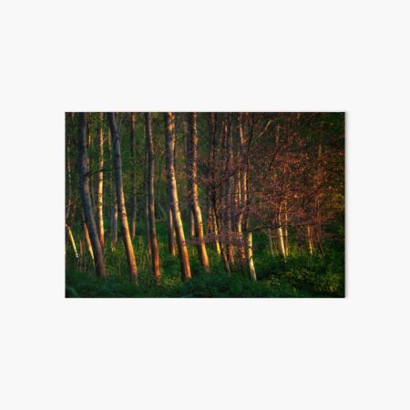 The Beech Grove Art Board Print