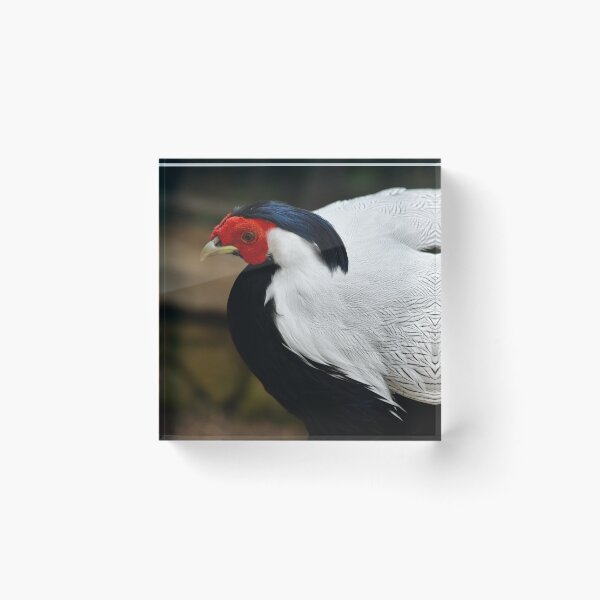 Item preview, Silver Pheasant designed and sold by richardbryce.