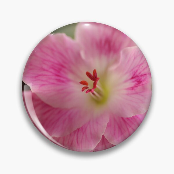 Item preview, Pelargonium .. Spring Debut designed and sold by Michael Matthews.