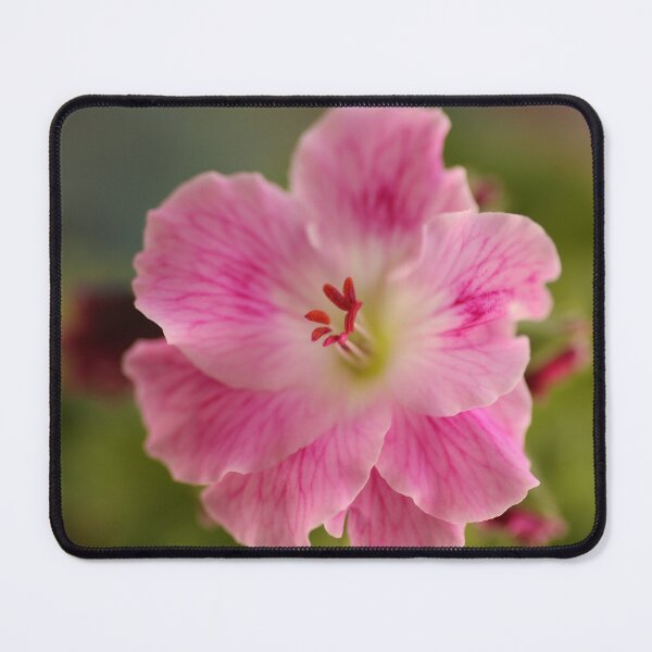 Item preview, Pelargonium .. Spring Debut designed and sold by Michael Matthews.