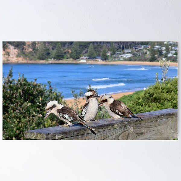 Item preview, Three kookaburra's at the beach designed and sold by Doug Cliff.