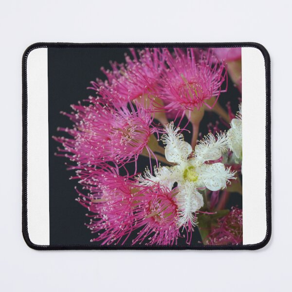 Item preview, Brushbox Framed by Corymbia Ficifolia designed and sold by Michael Matthews.
