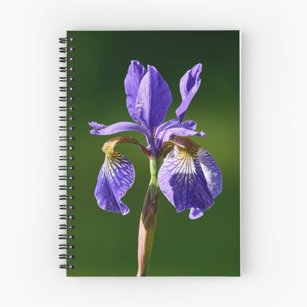 Item preview, Siberian iris like a flag designed and sold by Jouko Lehto Photography.