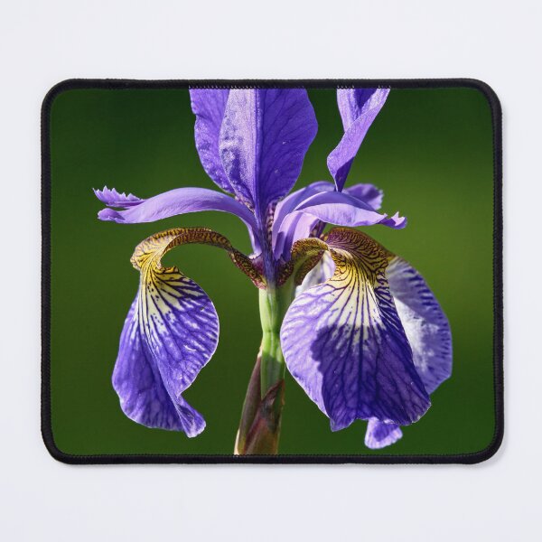 Item preview, Siberian iris like a flag designed and sold by Jouko Lehto Photography.