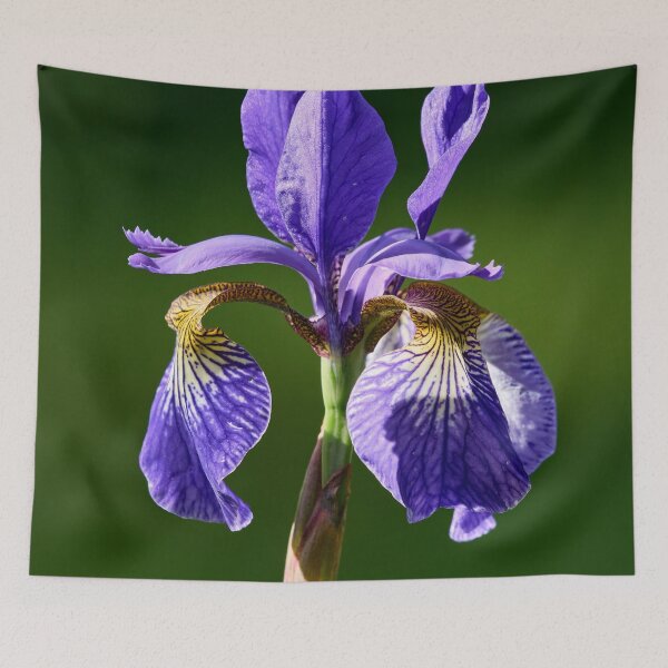 Item preview, Siberian iris like a flag designed and sold by Jouko Lehto Photography.