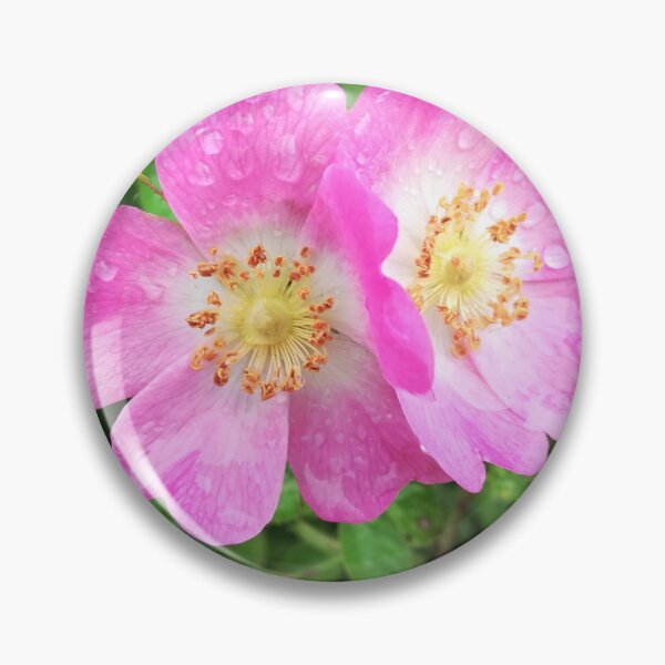 Item preview, Pink wild roses photograph  designed and sold by esvb.