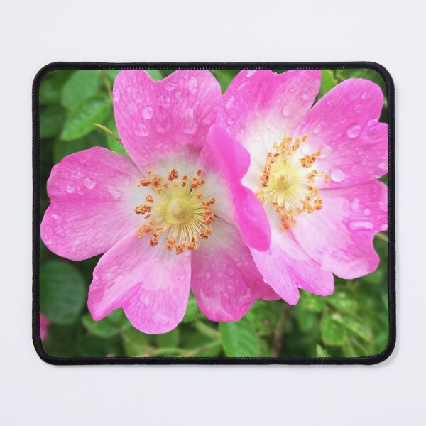 Item preview, Pink wild roses photograph  designed and sold by esvb.