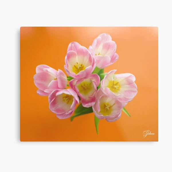 Pink Tulips Metal Print