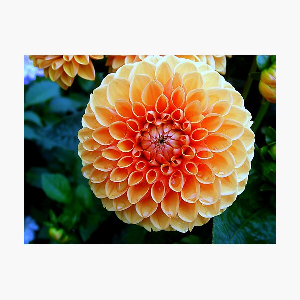 Item preview, Soft Dahlia designed and sold by sstarlightss.