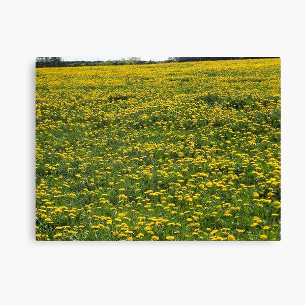 Field of Dandelions Canvas Print