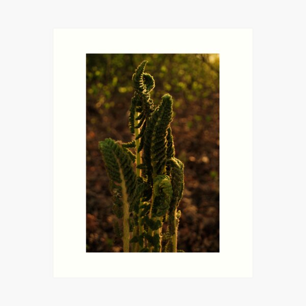 Item preview, unfolding ferns  designed and sold by Jeff stroud.