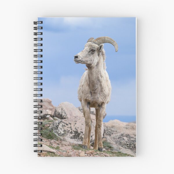 Item preview, Bighorn Sheep and blue sky designed and sold by Eivor Kuchta.