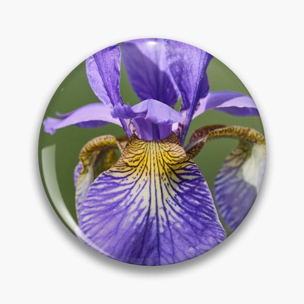 Item preview, Siberian iris and the light designed and sold by Jouko Lehto Photography.