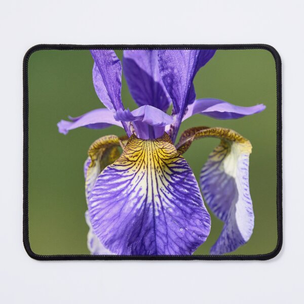 Item preview, Siberian iris and the light designed and sold by Jouko Lehto Photography.