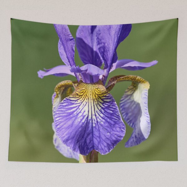 Item preview, Siberian iris and the light designed and sold by Jouko Lehto Photography.