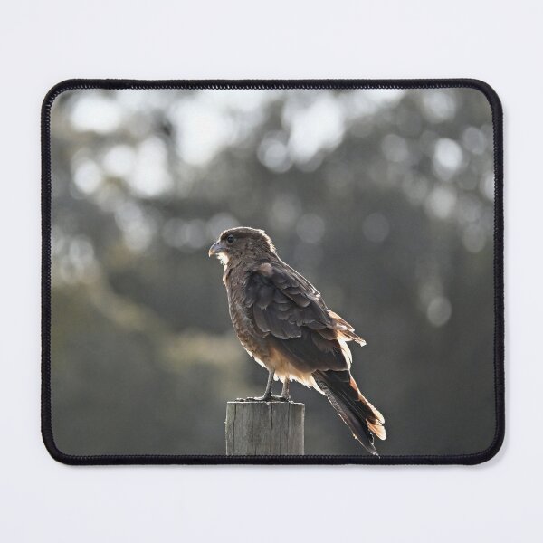 Item preview, Bird of prey known as Tiuque designed and sold by bagiolita.
