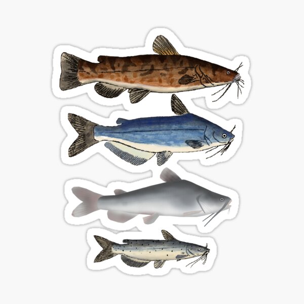 Item preview, North American Catfishes  designed and sold by fishfolkart.