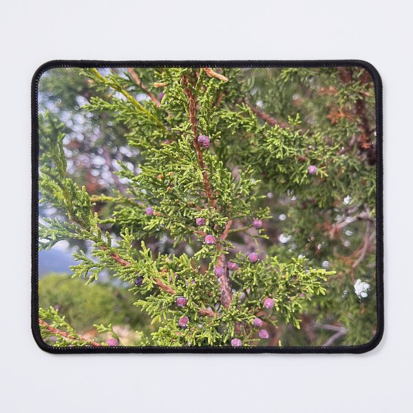 Item preview, New Mexico greenery designed and sold by Hodgepodge House.