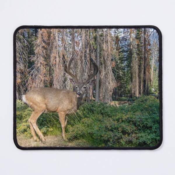 Item preview, Silly Mule Deer designed and sold by SafariByMarisa.
