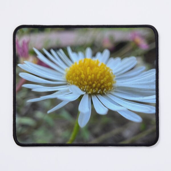 Item preview, Santa Barbara Daisy designed and sold by Betsy Phillips.