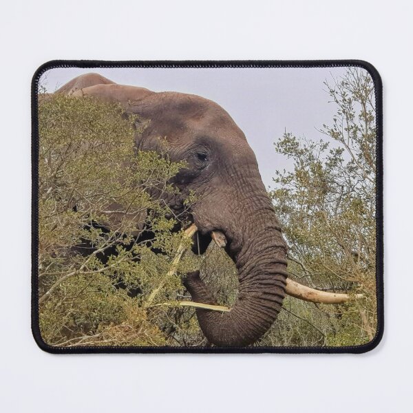 Item preview, Male elephant, Addo Elephant Park - South Africa designed and sold by AngelNetwork.