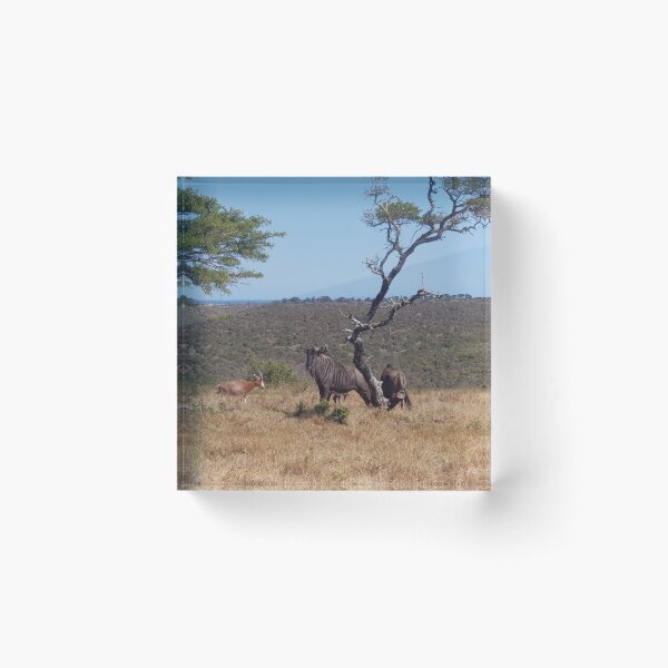 Artikelvorschau, Gnus, Ostkap – Südafrika entworfen und verkauft von AngelNetwork.