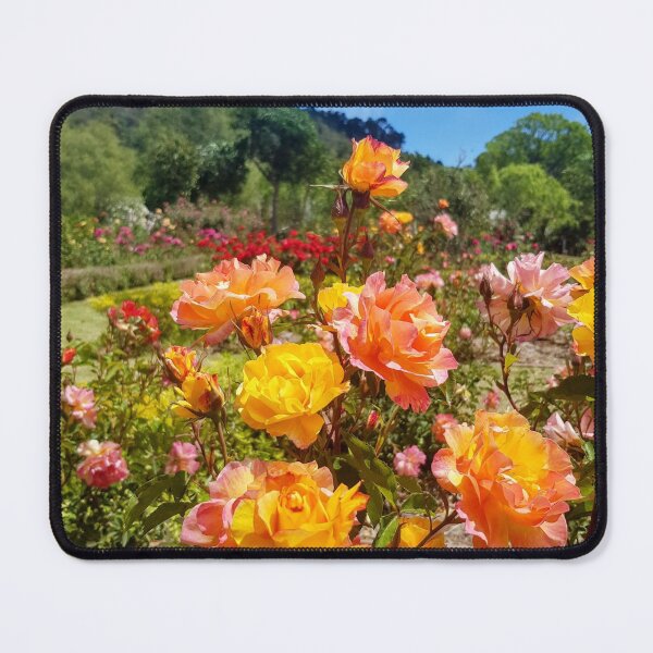 Item preview, Roses of Plettenberg Bay - South Africa designed and sold by AngelNetwork.