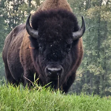 Artwork thumbnail, Alpha Bison Rising by 3DAF