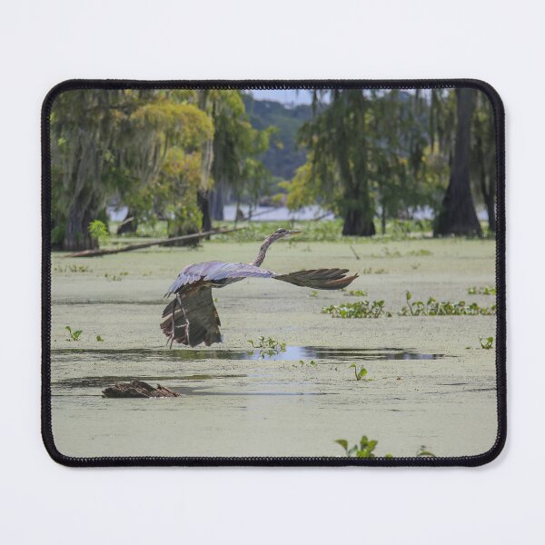 Item preview, Bird Flying Low over a Louisiana Swamp designed and sold by jrtwynam.