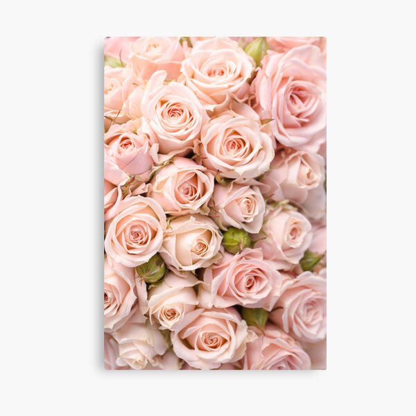 Blush Pink Roses Pattern Canvas Print