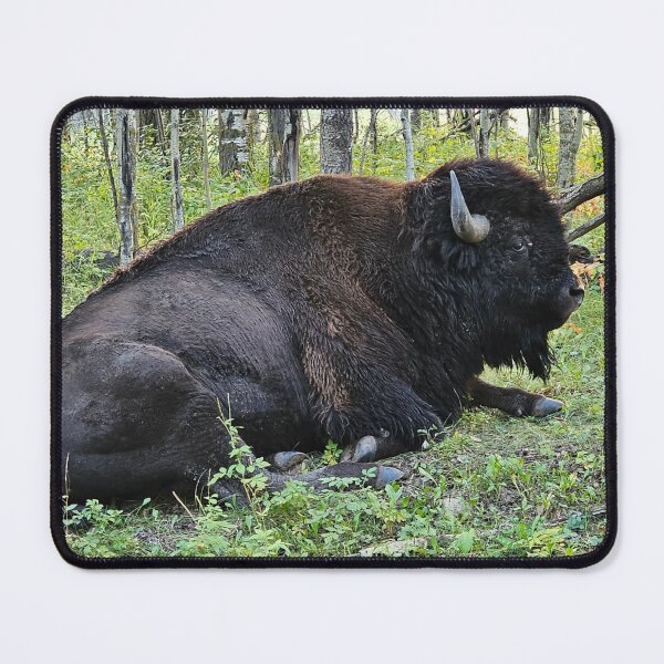 Item preview, Bison Resting in the Grass designed and sold by 3DAF.