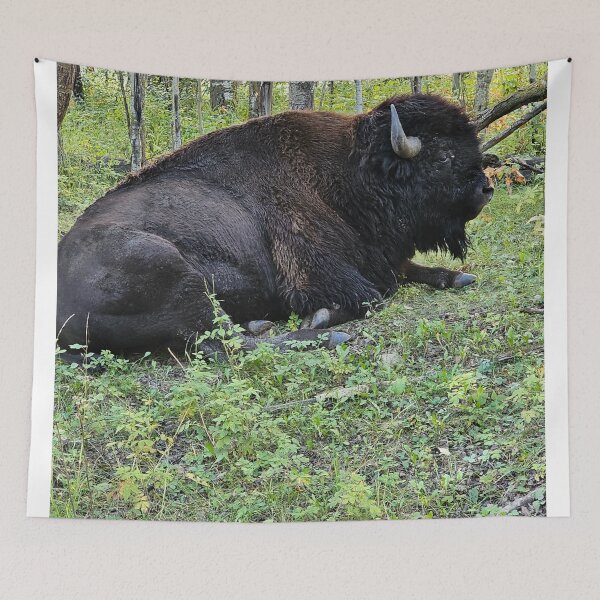 Item preview, Bison Resting in the Grass designed and sold by 3DAF.