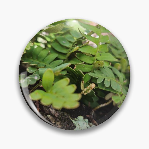 Item preview, Resurrection Fern designed and sold by Aqualyn.