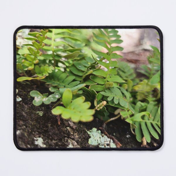 Item preview, Resurrection Fern designed and sold by Aqualyn.