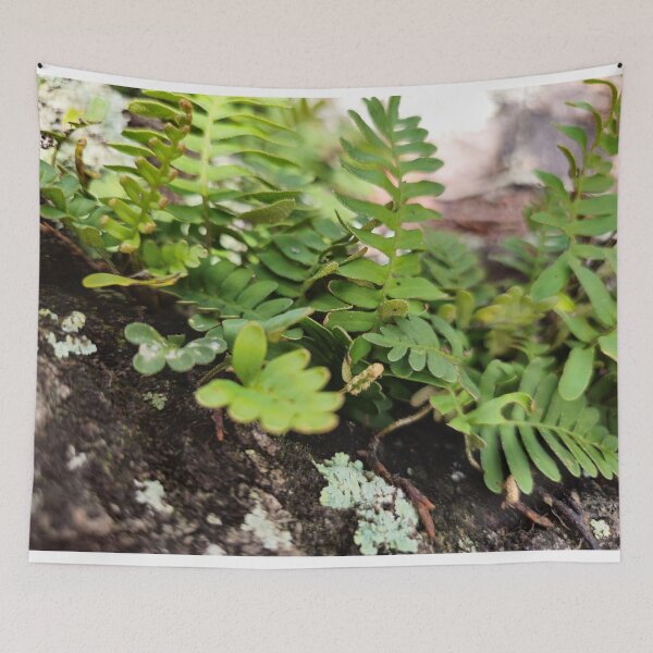 Item preview, Resurrection Fern designed and sold by Aqualyn.