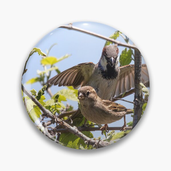 Item preview, Parent House Sparrow Protecting Its Fledgling designed and sold by CarolM.