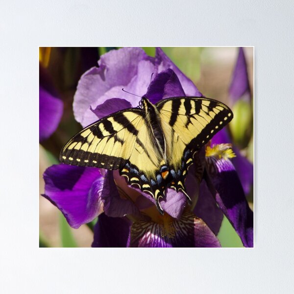 Item preview, Yellow Swallowtail on a Bearded Iris  designed and sold by MAINE IMAGESDEZIGNS.