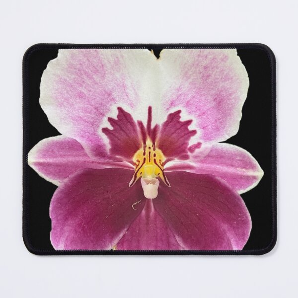 Item preview, Miltoniopsis Orchid designed and sold by ascherf.