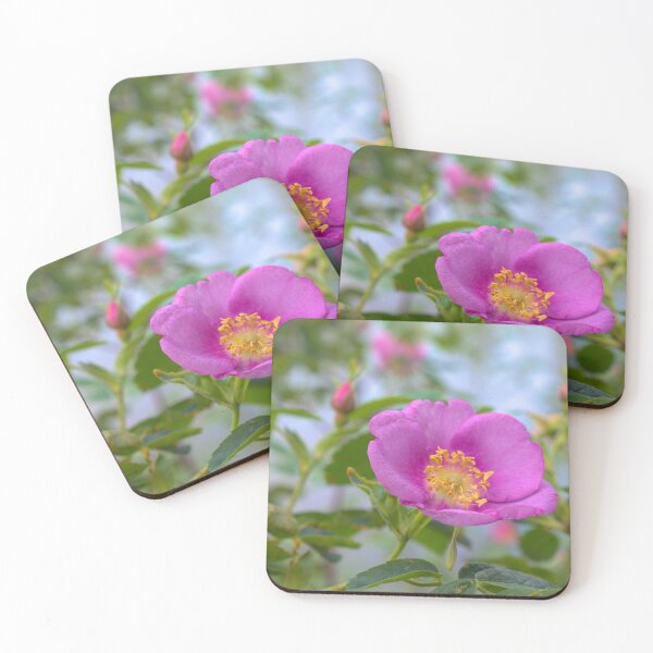 Item preview, Prickly Rose - Clearwater River Trail June 2024 designed and sold by mahnkephotos.