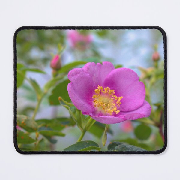 Item preview, Prickly Rose - Clearwater River Trail June 2024 designed and sold by mahnkephotos.
