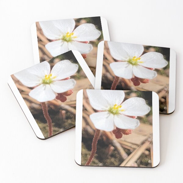 Item preview, Dwarf Sundew Flower Bloom designed and sold by Aqualyn.